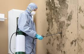 Best Environmental Consulting for Mold Prevention  in Alondra Park, CA